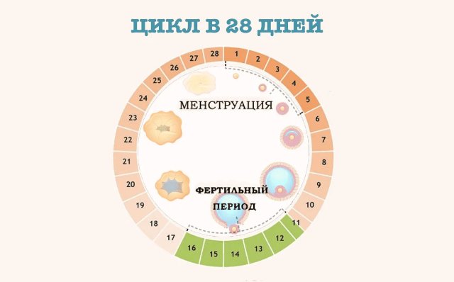 Зачатие после цикла: неожиданные факты и мифы